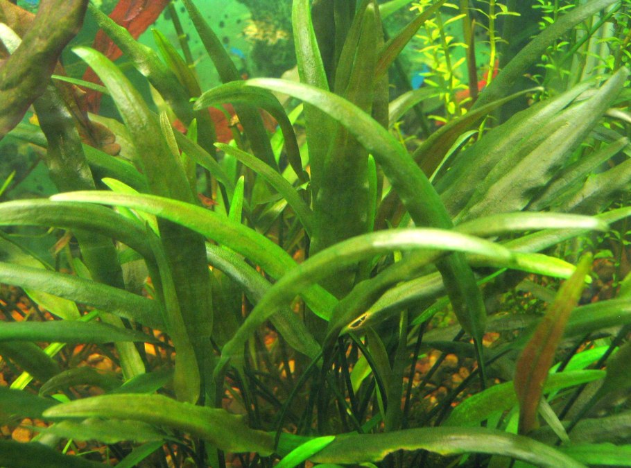 Cryptocoryne willisii