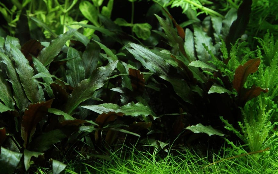 Cryptocoryne walkeri