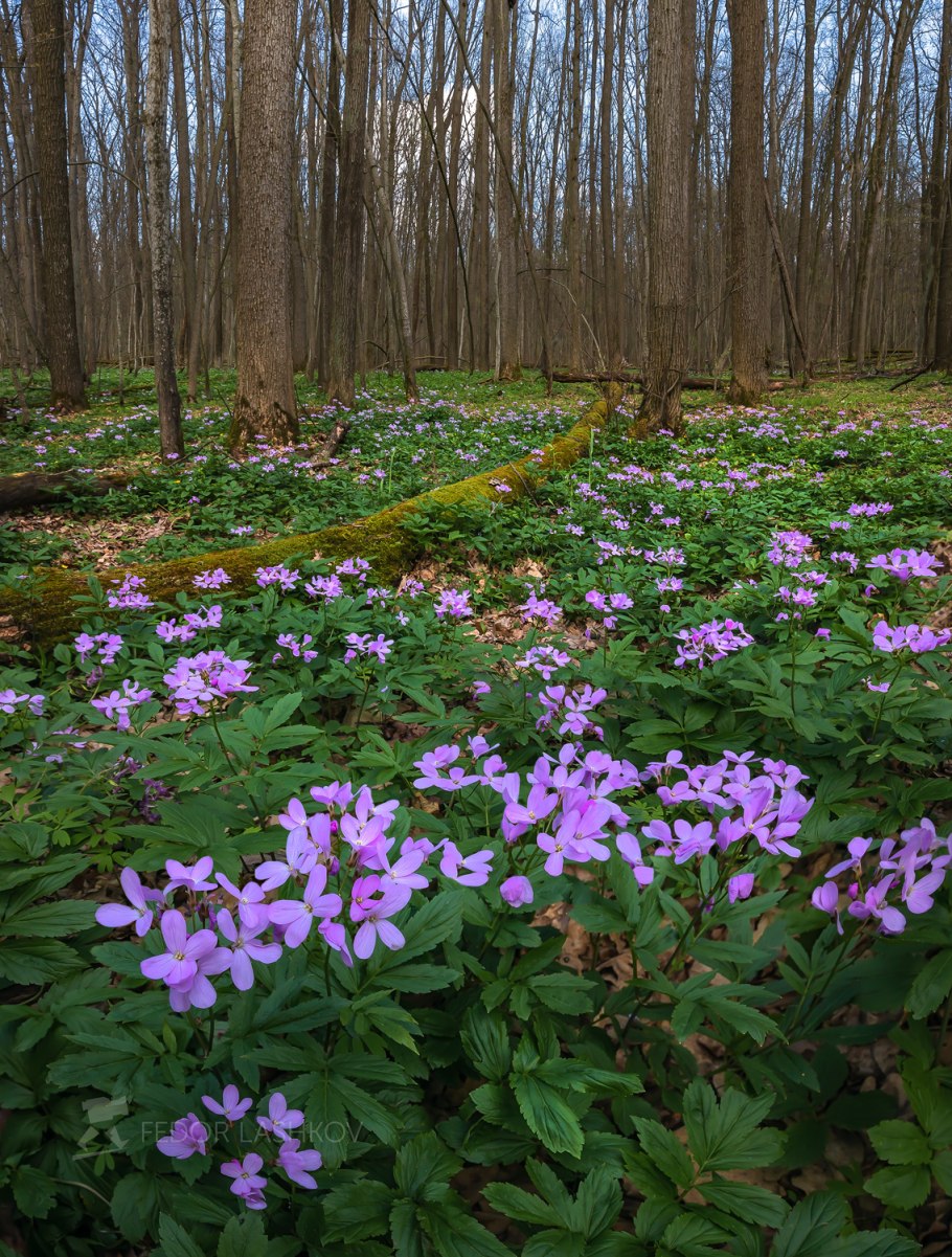 Ямская степь заповедник
