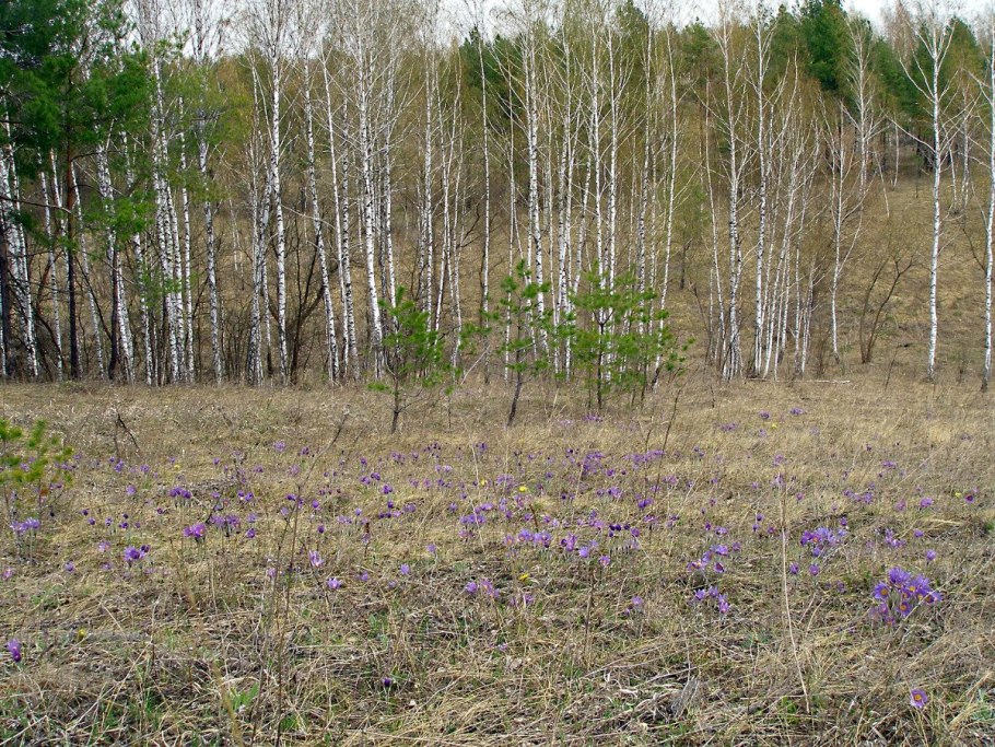 Птицы заповедника «лес на Ворскле»)