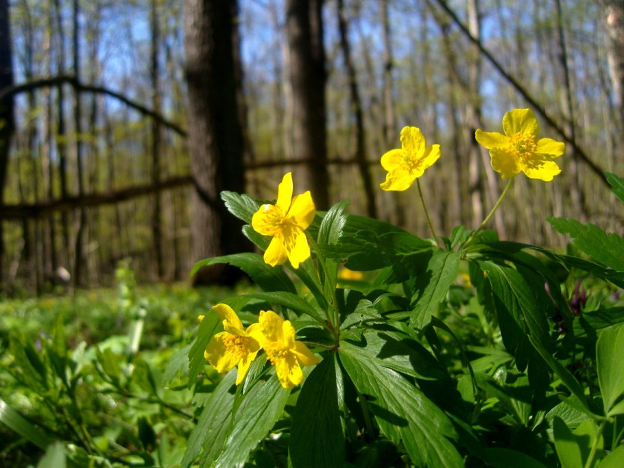 Заповедник Белогорье Флора