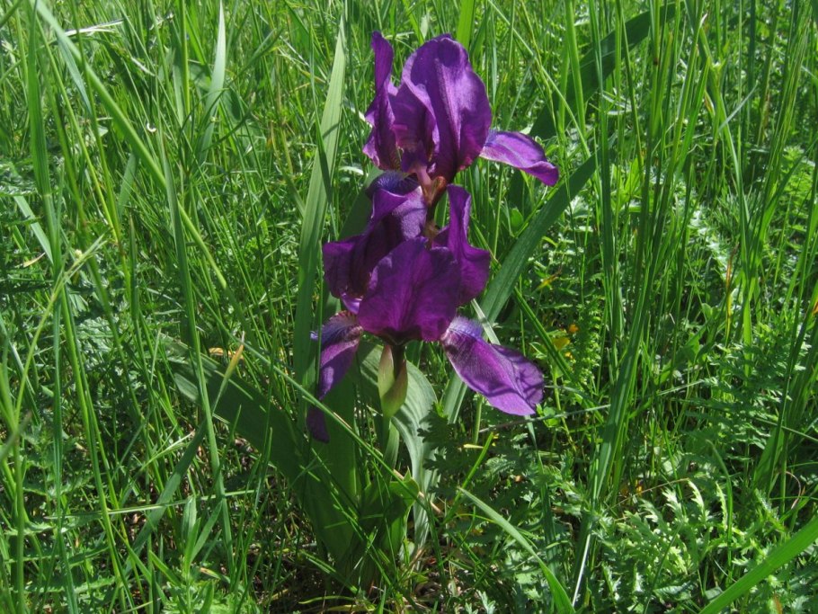 Касатик безлистный