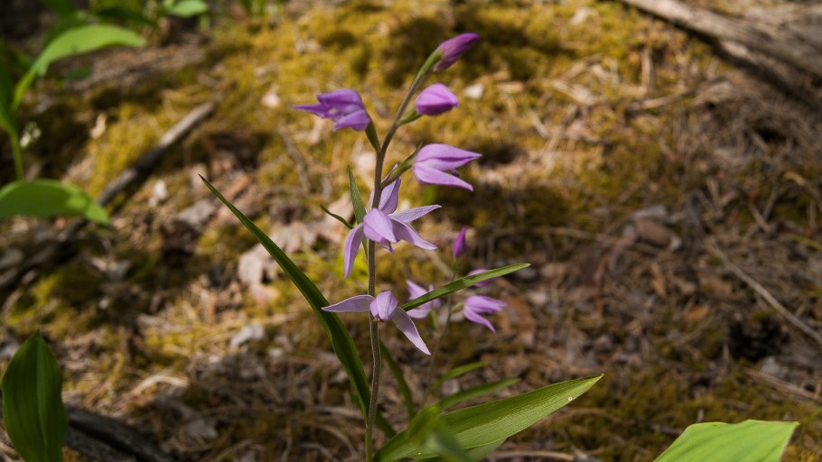 Калипсо луковичная Calypso bulbosa