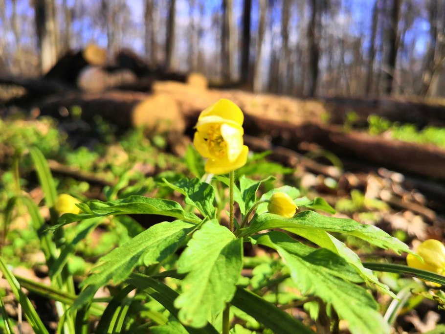 Заповедник Белогорье лес на Ворскле