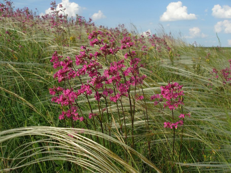 Лес на Ворскле территория