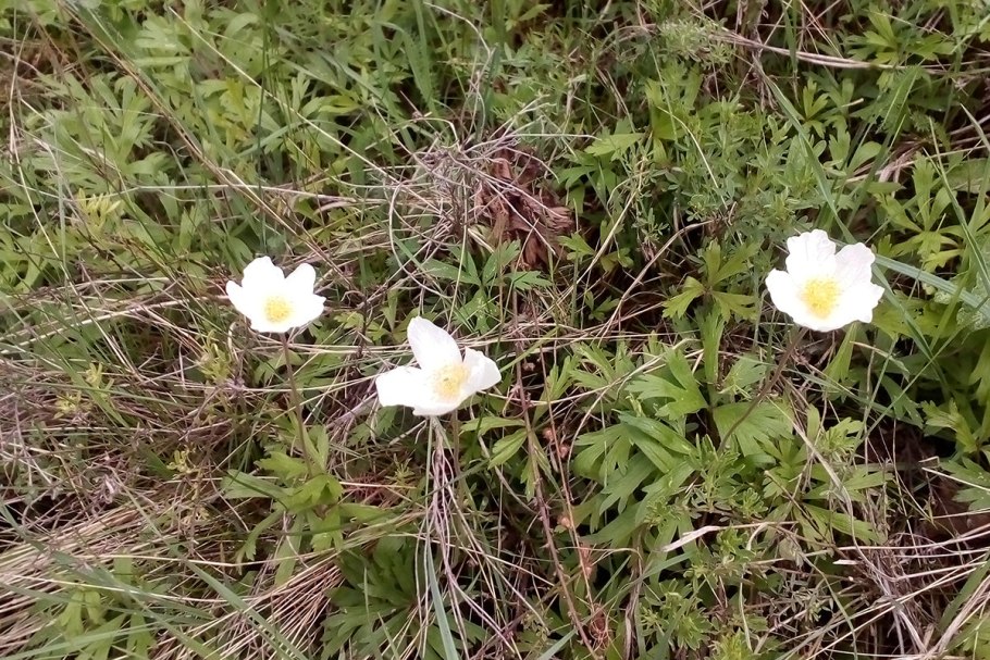 Флора Норвегии