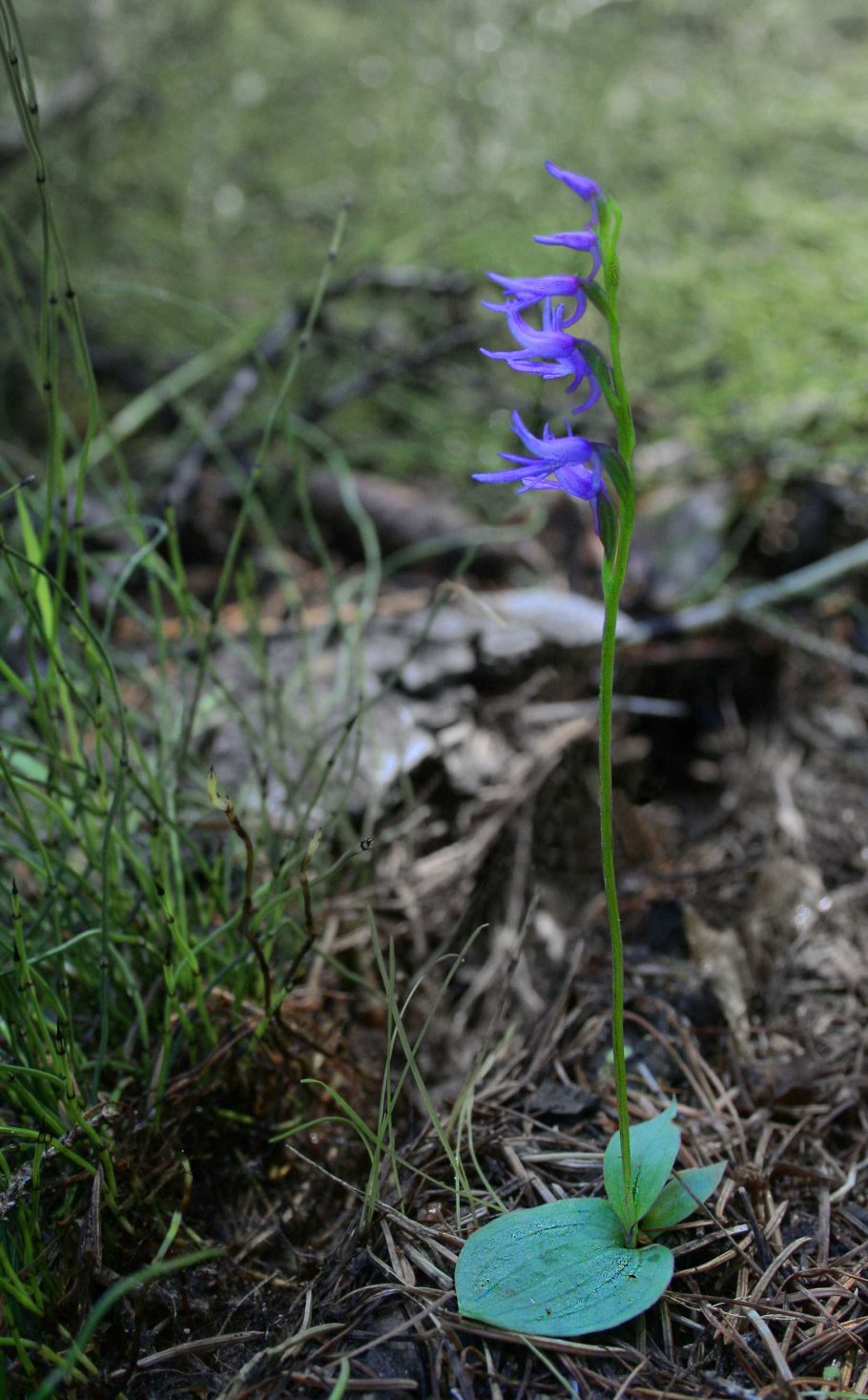Первоцветы Урала Медуница
