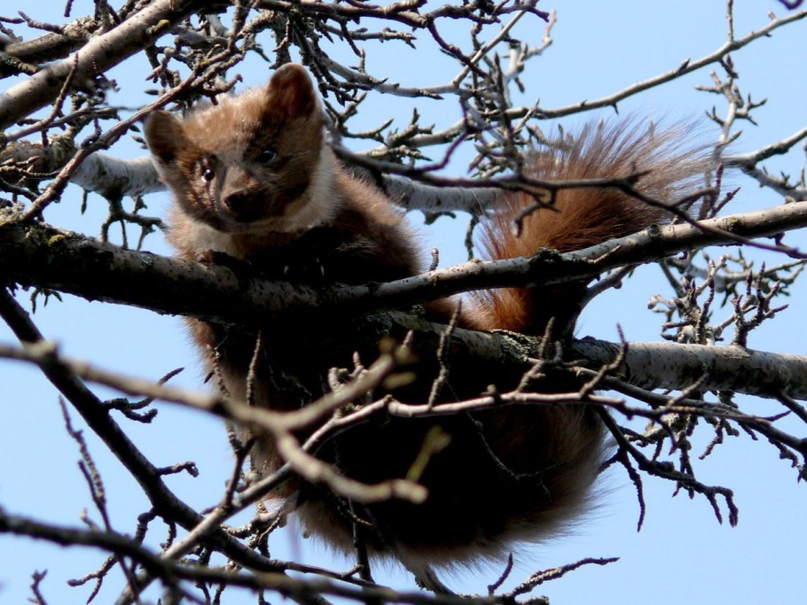 Кирзинский заповедник растения