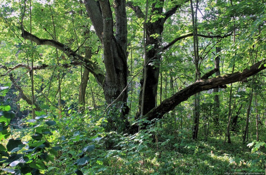 Степная Флора Приокско террасного заповедника