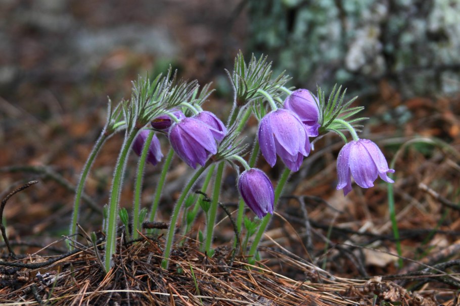 Калужские Засеки растения