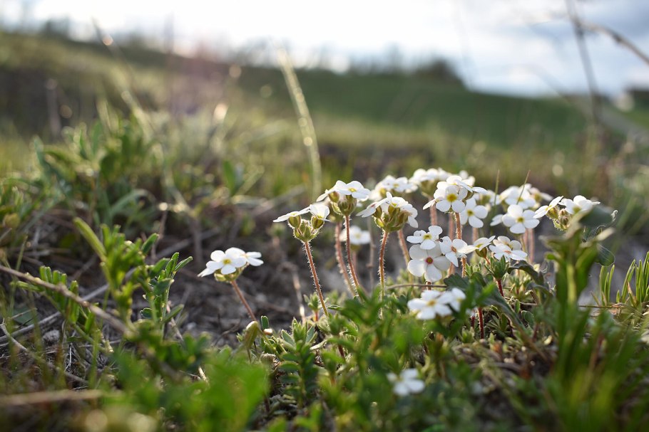 Лес на Ворскле заповедник