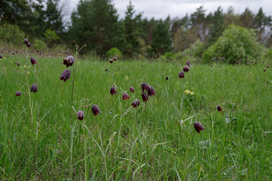 Растения Полистовского заповедника мох
