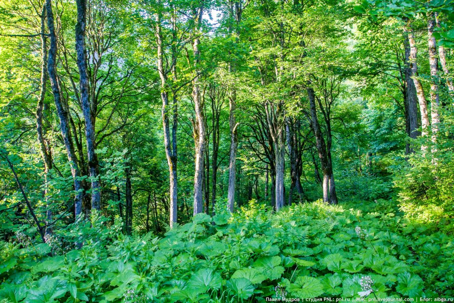 Приокско-Террасный заповедник, Московская область