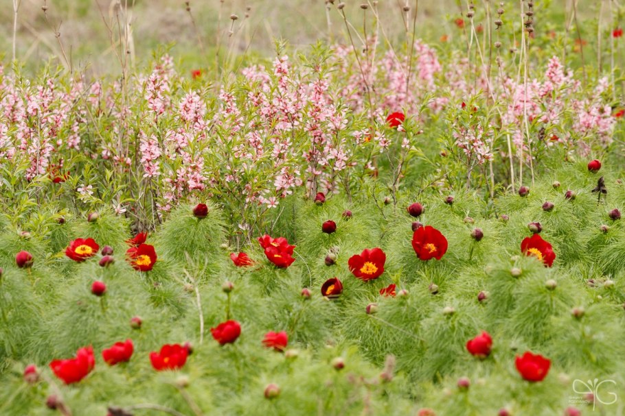 Заповедник Белогорье Флора