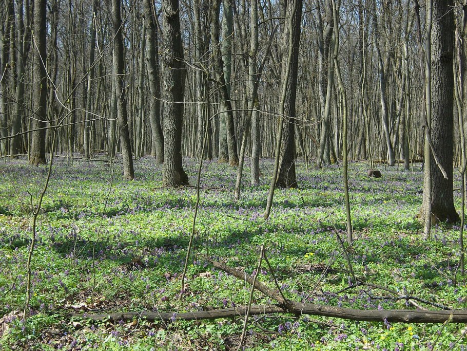 Заповедник Белогорье Флора