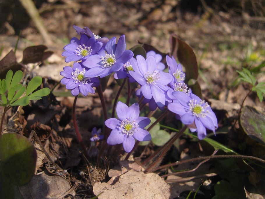 Печеночница благодарная