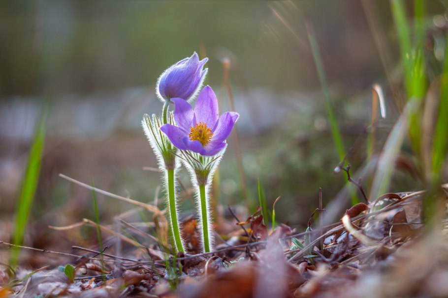 Филлодоце Алеутская