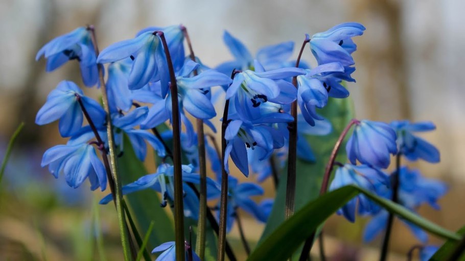 Байкало-Ленский заповедник растения