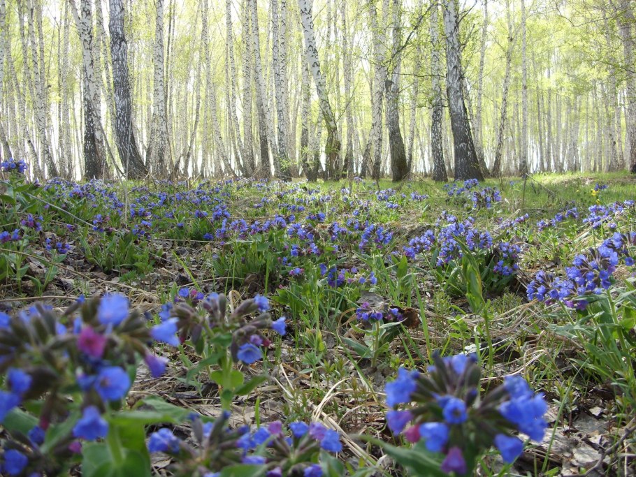 Растения Абхазии Campanula paradoxa