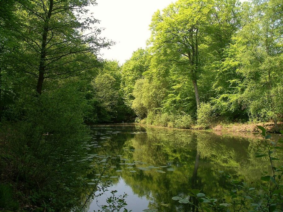 • Высшие сосудистые растения в Оренбургском заповеднике