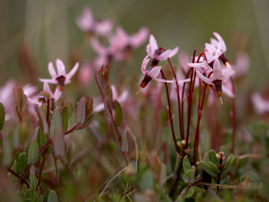 Пыльцеголовник красный - Cephalanthera rubra (l.) Rich.