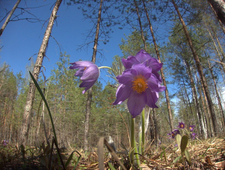 Лес на Ворскле Белгородская область