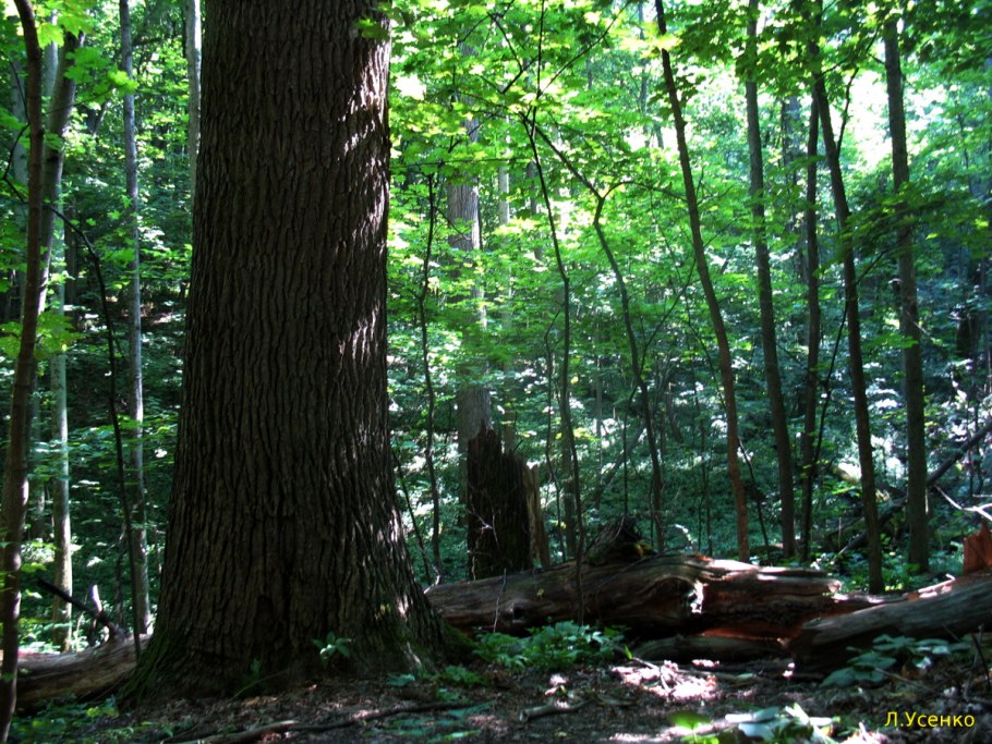 Природный парк Ровеньский