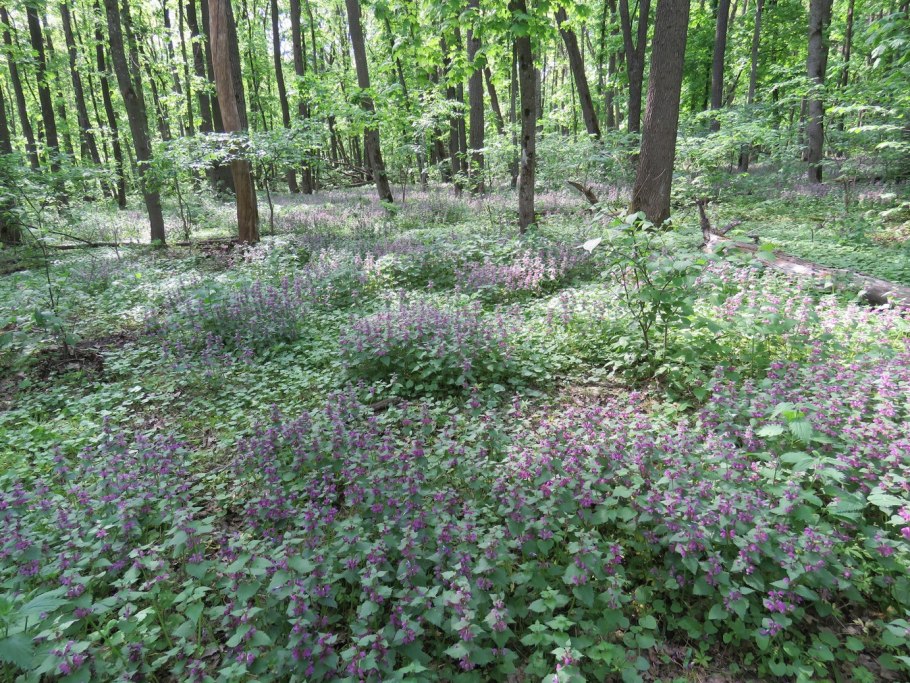 Заповедник Белогорье