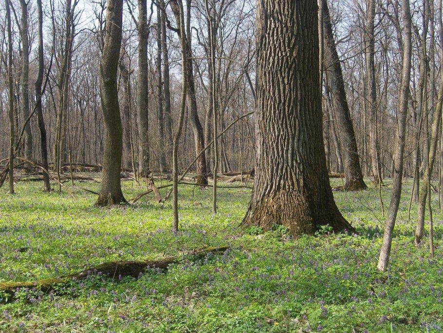 Адонис горицвет Белогорье