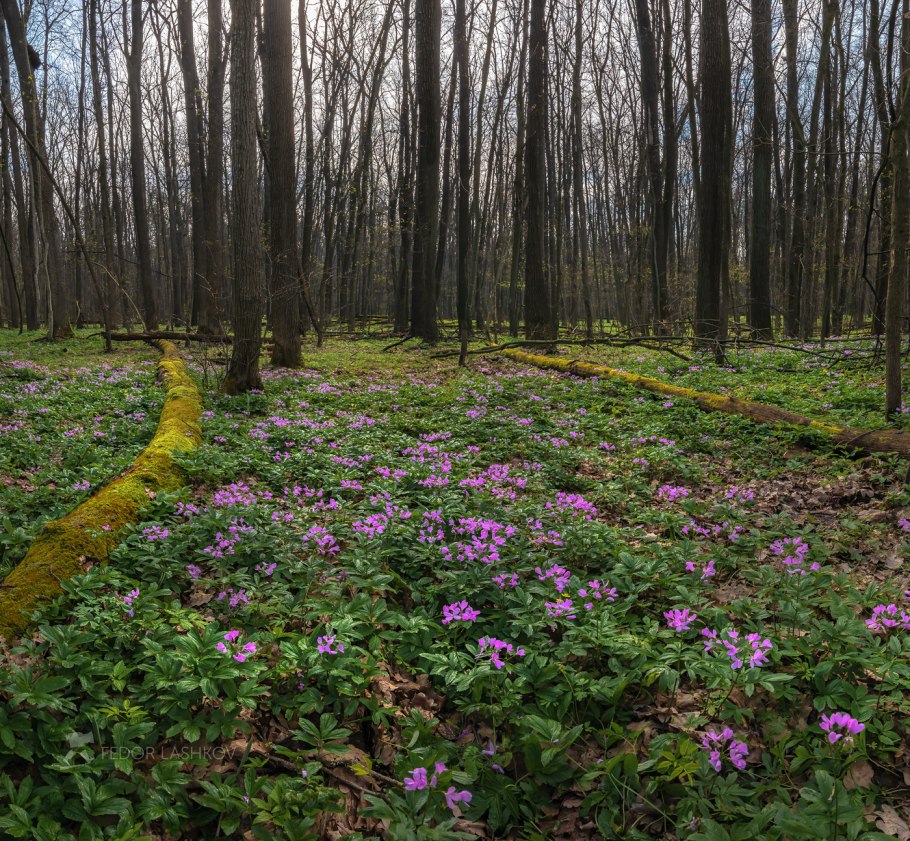 Урочище «лысые горы»