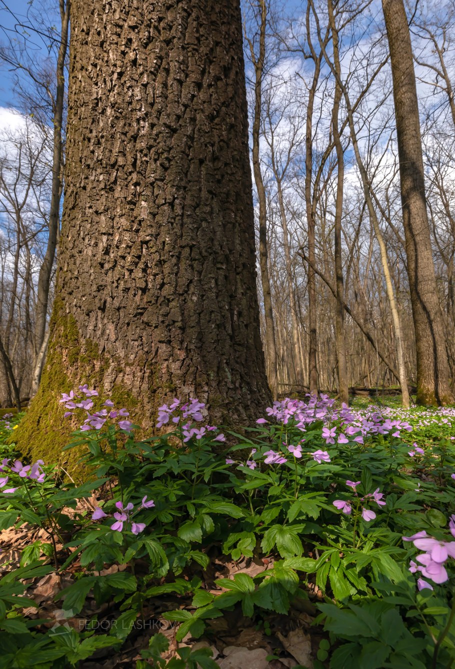 Заповедные первоцветы