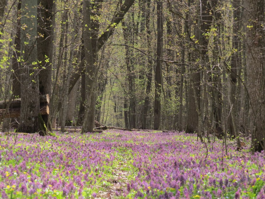Лес на Ворскле заповедник