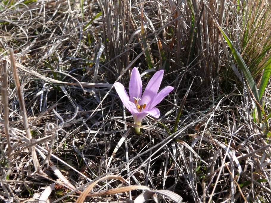 Заповедник Белогорье Флора