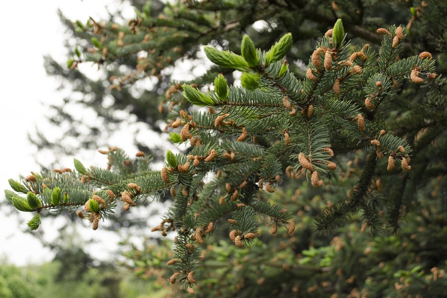 Крымский женьшень ятрышник