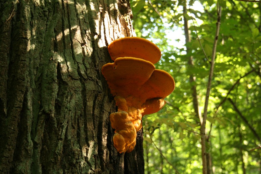 Заповедник Белогорье лес на Ворскле