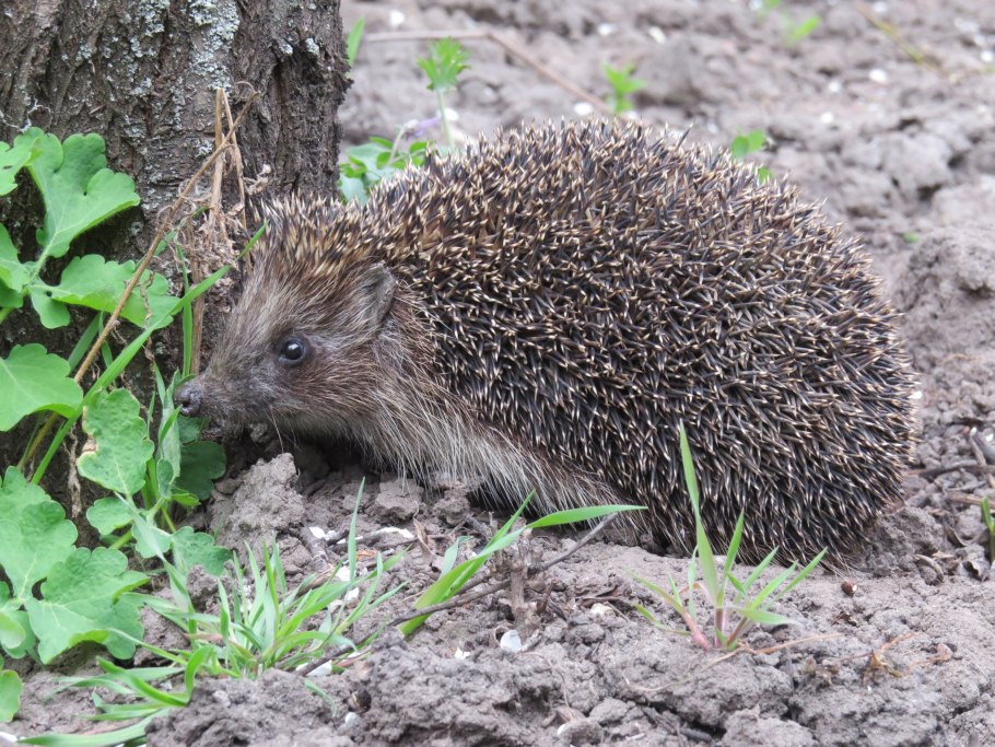 Гнездоцветка клобучковая