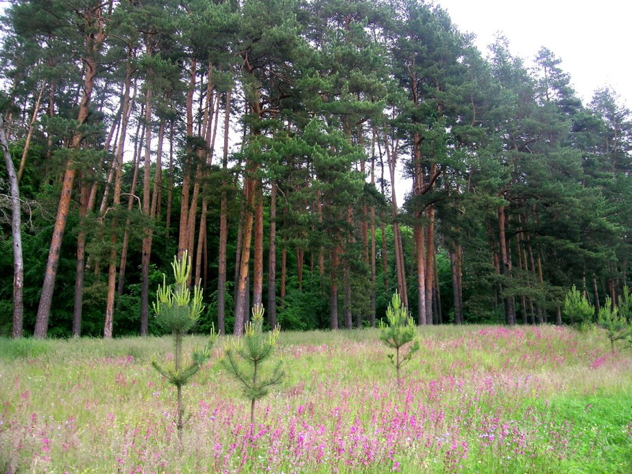 Заказник Дубравы Велькота