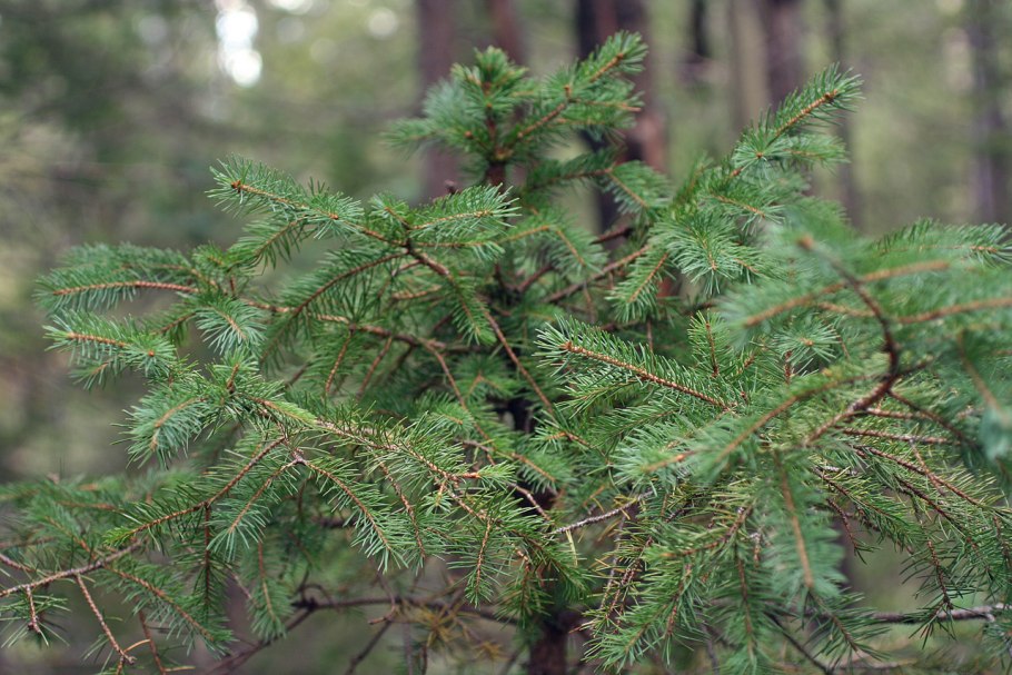 Заповедник Белогорье растения
