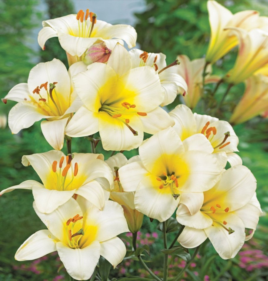 Лилия трубчатая White Planet (Уайт планет)