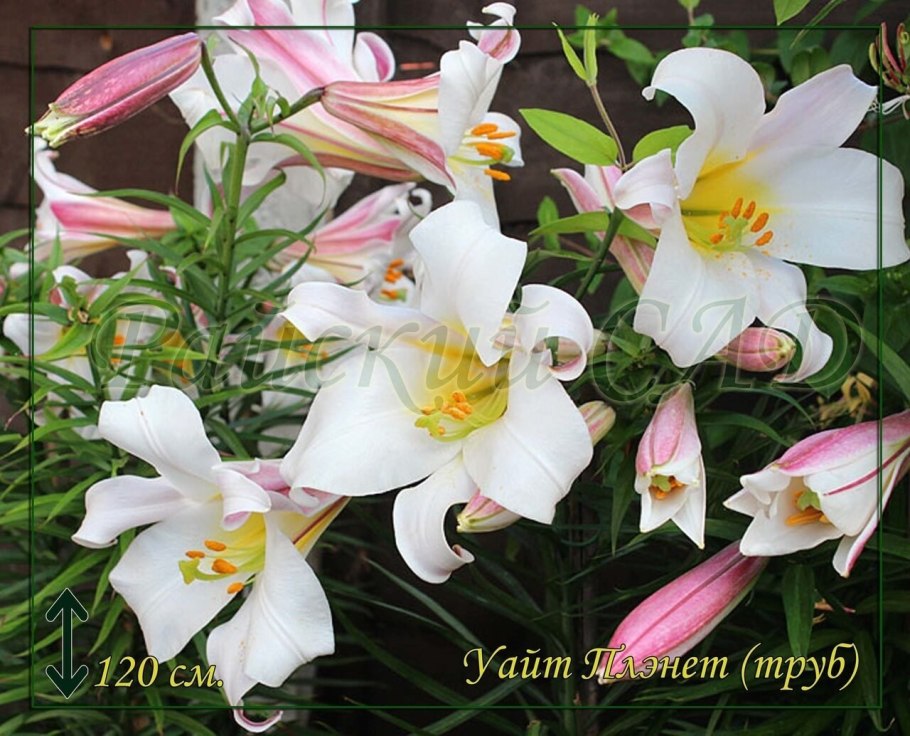 Лилия трубчатая Вайт планет