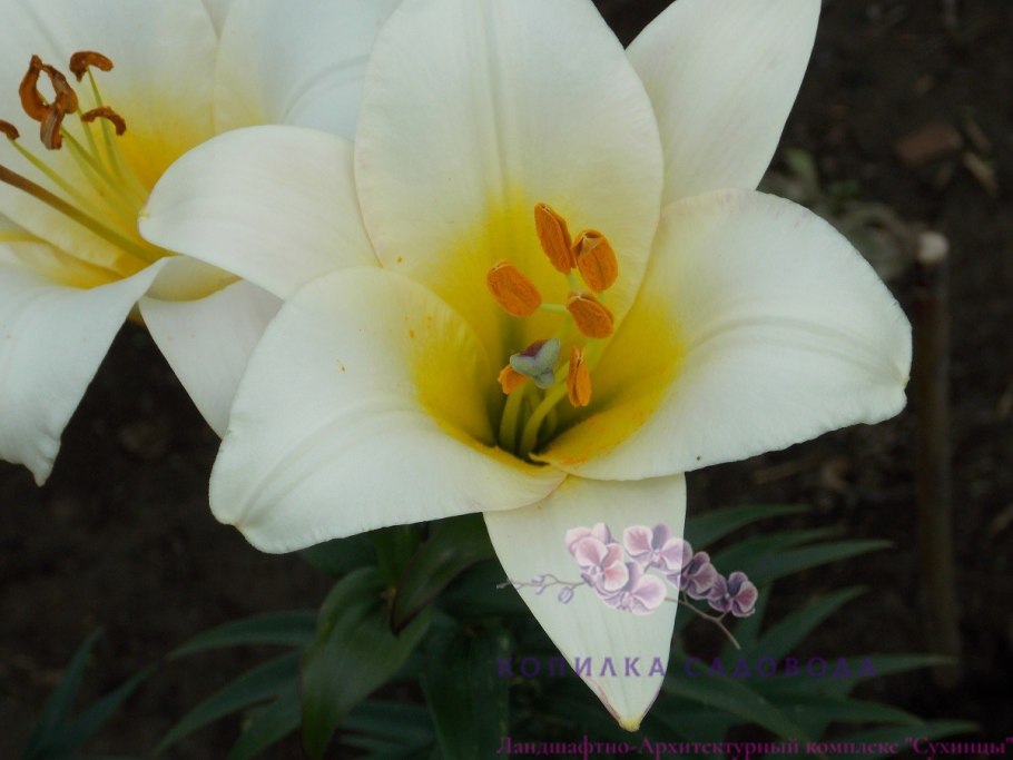 Лилия трубчатая Вайт планет