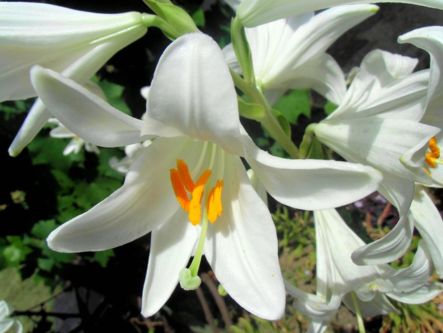 Лилия трубчатая Вайт планет