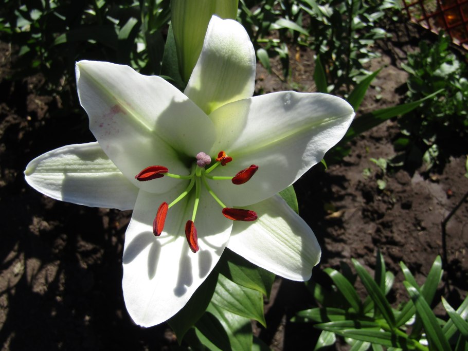 Лилия Сильвер