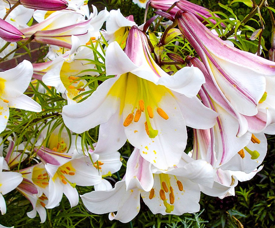 Лилия White County