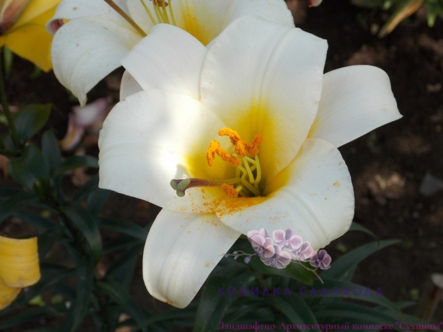 Lilium (Лилия) White Planet