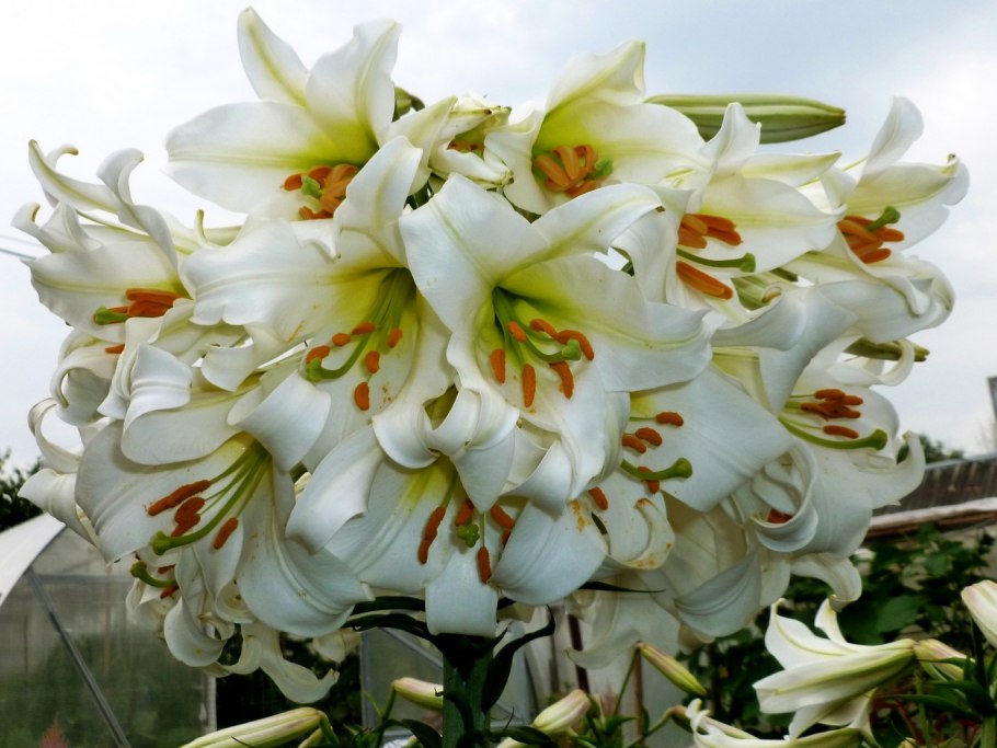 Лилия регале королевская