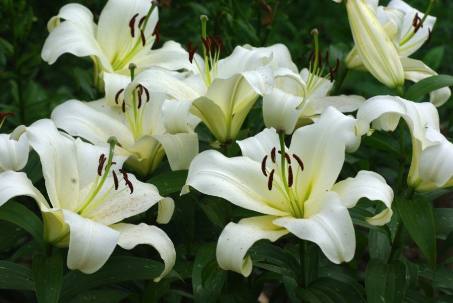 Лилия Рексона от-гибрид