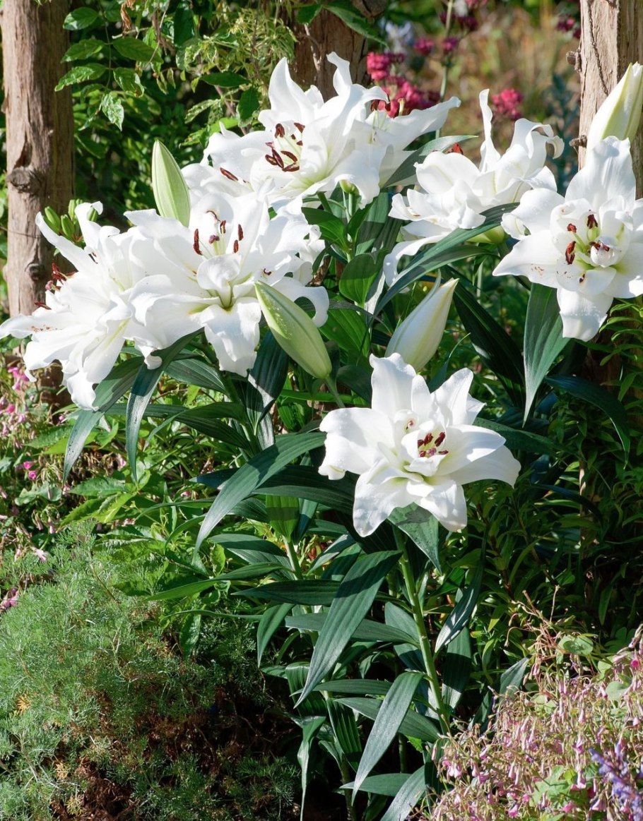 Лилия уайт айз