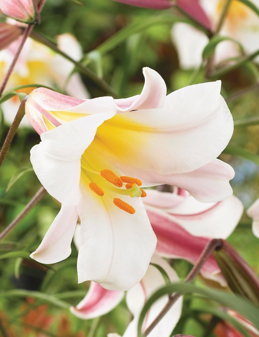 Лилия Вайт планет