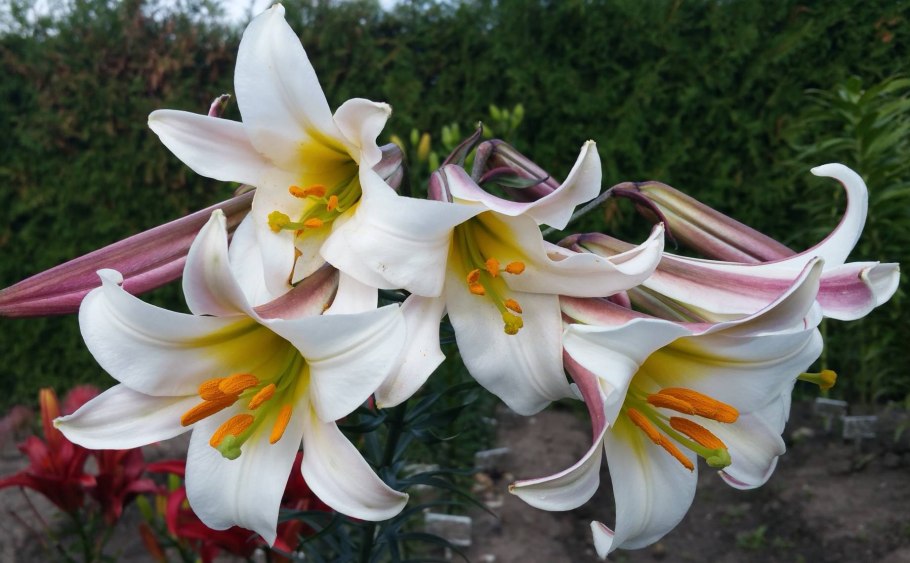 Лилия Вайт Триумф